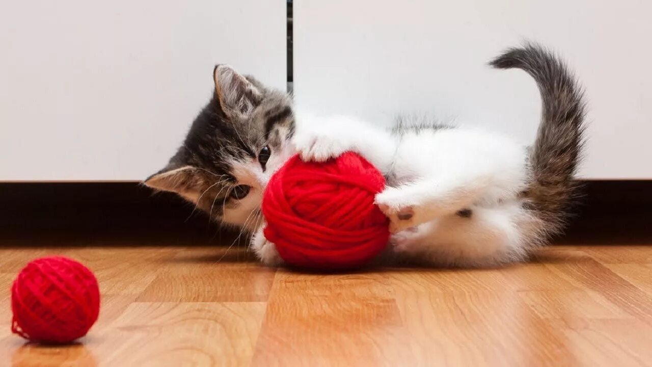 I play with cat. Мячики для кошек. Котик с мячиком. Котята играются. Котенок играет с мячиком.