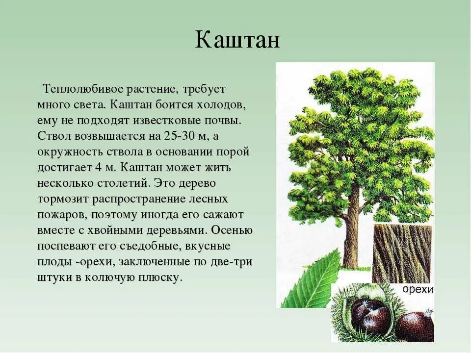 1 шт 3 растительное. Каштан дерево описание. Сообщение о дереве. Краткое описание деревьев. Доклад о дереве.