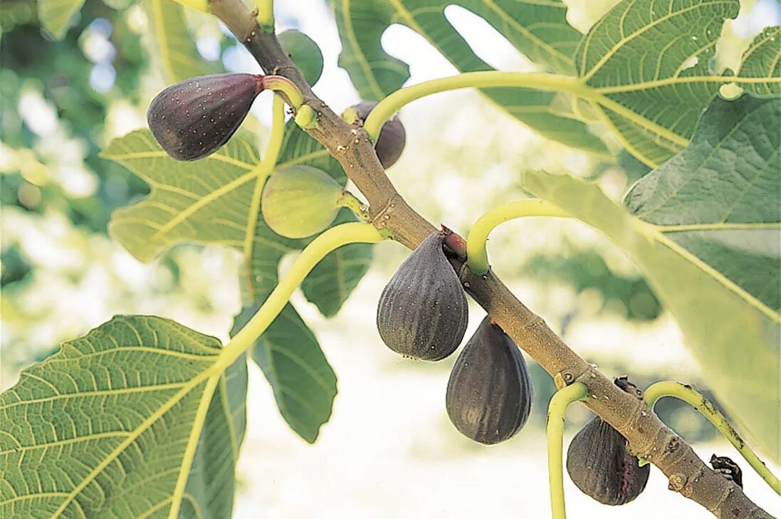 Фиговое дерево название. Инжир фиговое дерево. Инжир смоковница. Ficus carica дерево. Дерево инжир смоква.