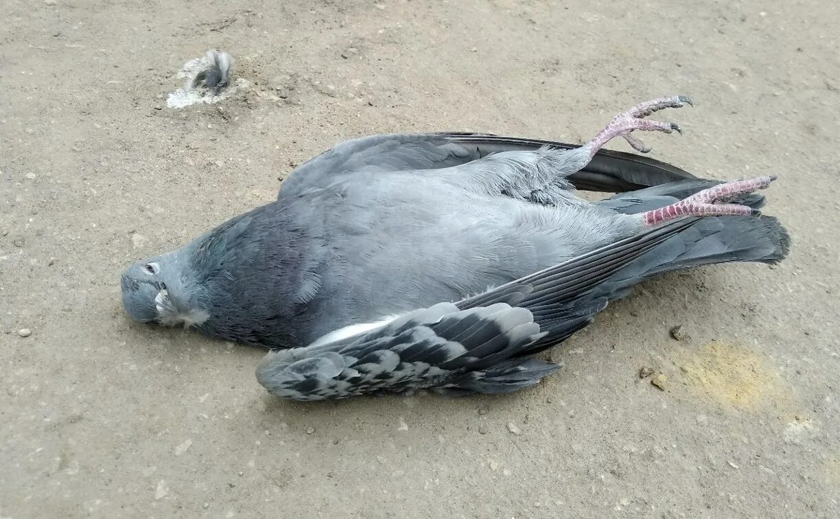 Птицы гибнут. Берберийский голубь.
