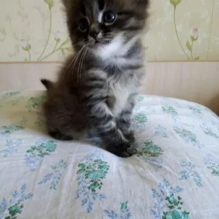 Котята кемерово