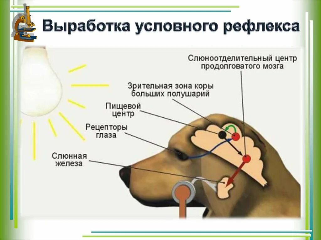 И п павлова рефлекс. Собака Павлова безусловный рефлекс. Схема условного рефлекса слюноотделения у собаки. Схема формирования условного рефлекса собаки Павлова. Выработка условного слюноотделительного рефлекса у собаки.