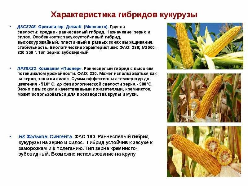 Кукуруза относится к группе. Описание и характеристика гибрида кукурузы п8834. Описание и характеристика гибрида кукурузы п9241. Сорта и гибриды кукурузы на силос. Характеристика гибридов кукурузы.