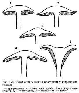 Виды плодовых тел