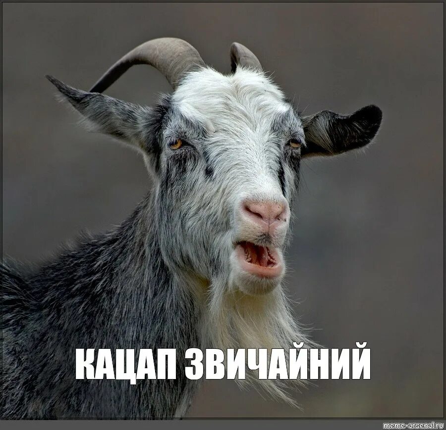 Украинцы тюрки. Кацап цап цап. Как переводится кацап. Кацап значение слова. Кацап перевод.