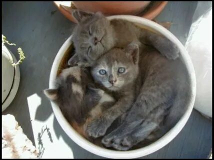 Ведро три кота