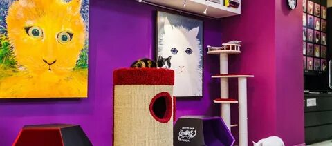 Республика кошек ул якубовича 10 фото