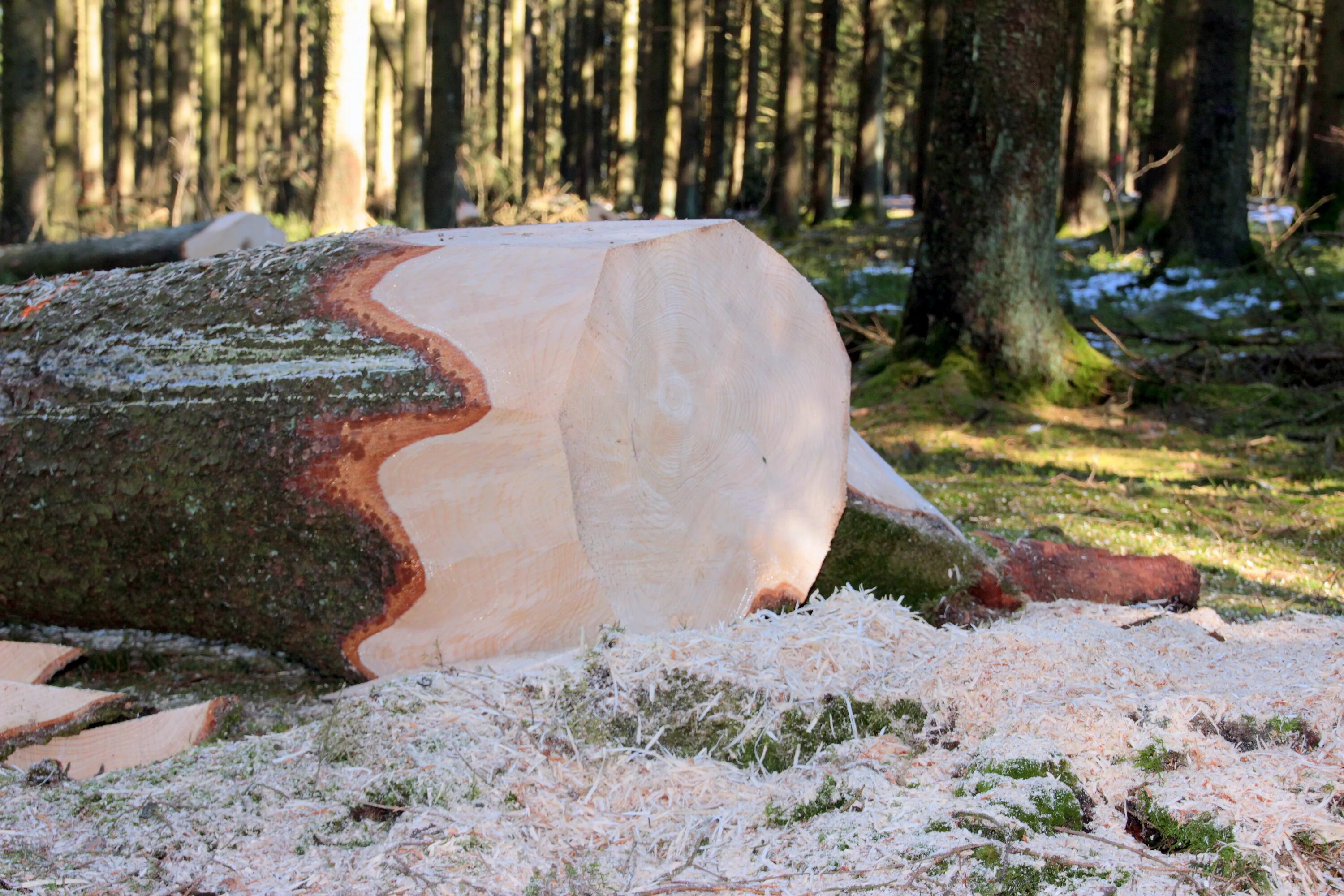 Cutting the trees