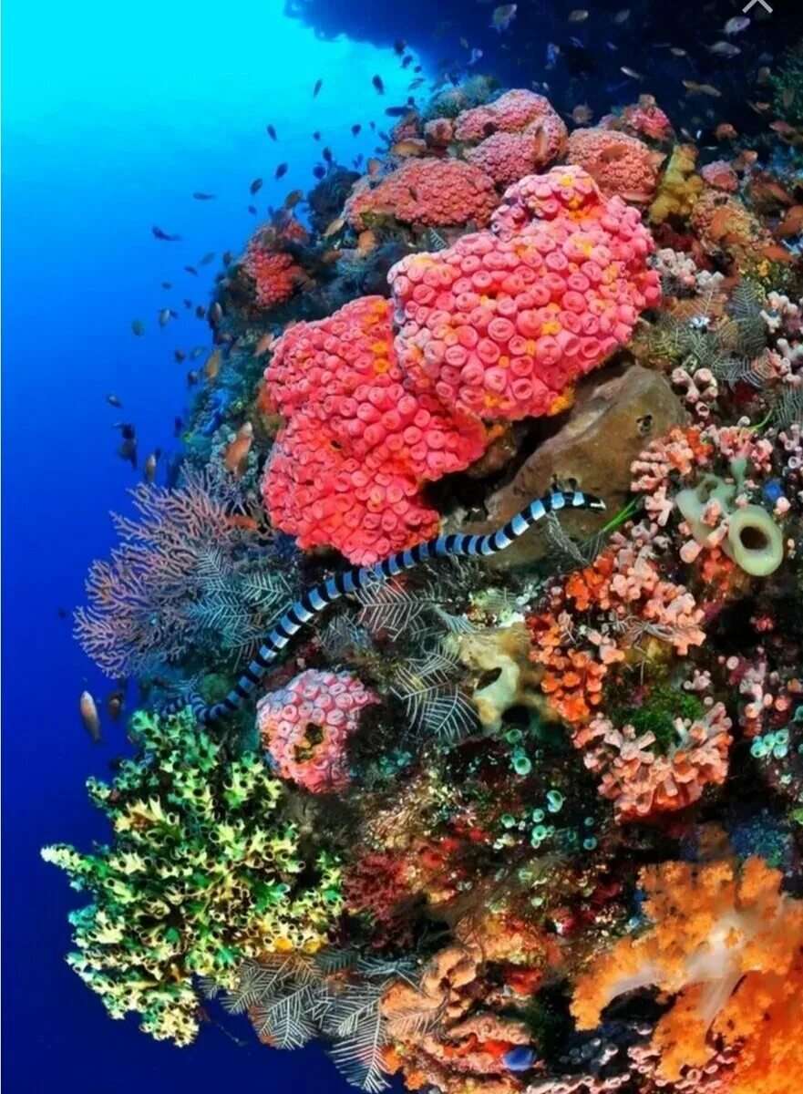Лучший коралловый риф. Коралловый риф. Коралловый Барьерный риф. Барьерный риф в Латинской Америке.