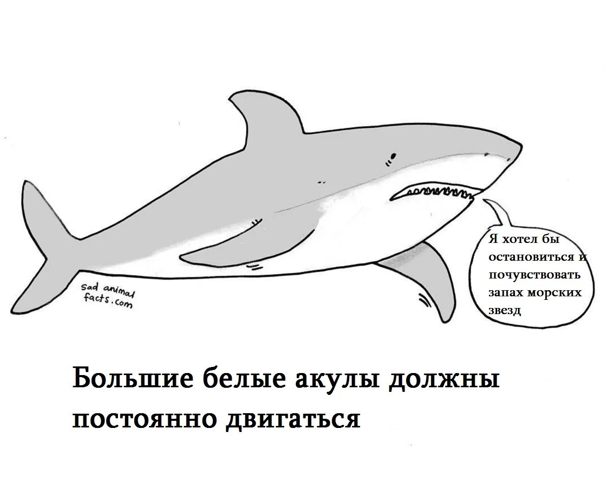 Почему акулы постоянно в движении. Акула в движении. Почему акула постоянно в движении. Почему акула должна постоянно двигаться. Почему акулы находятся в постоянном движении.