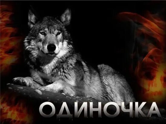 Волк не тот кто в. Волк не тот кто в. Волк не тот кто в. Волк мем. История о волках.