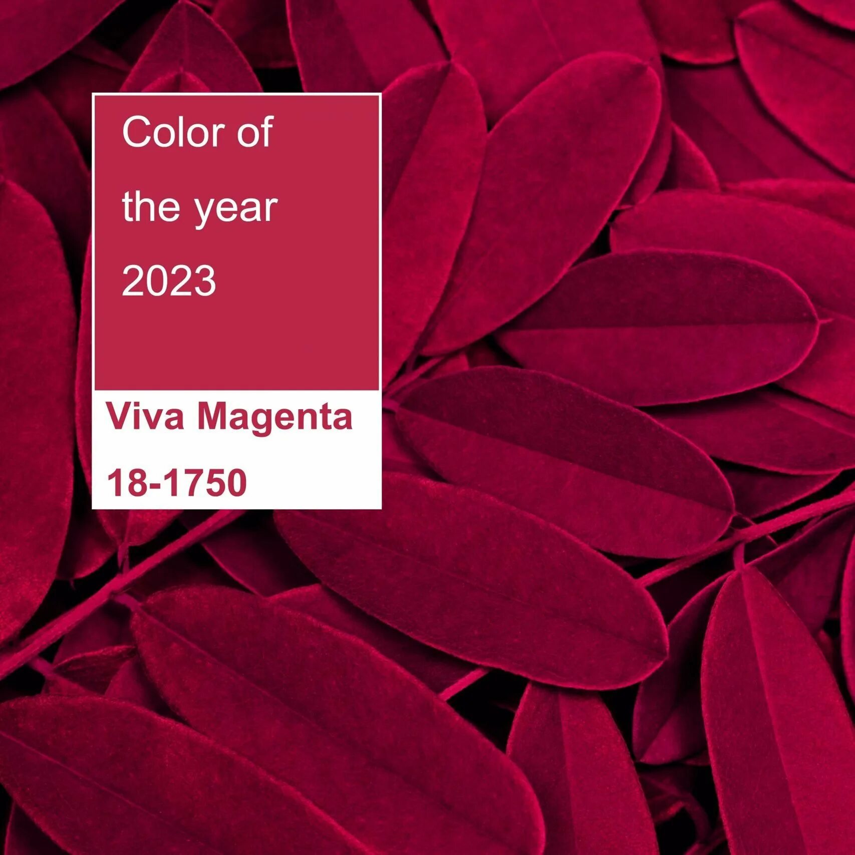 Пантон Вива магента 2023. Цвет Viva Magenta 2023. Институт цвета Pantone 2023. Цвет пантон 2023 Viva Magenta. Цвета 2023 компаний