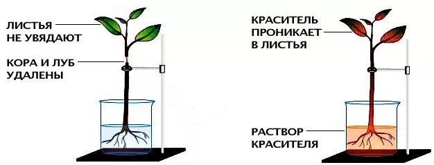 Опыт транспорт веществ у растений. Опыты передвижение воды и Минеральных веществ. Опыт: выявление передвижения воды в растении;. Передвижение воды и Минеральных веществ по древесине. Какой слой стебля окрасился в подкрашенной воде