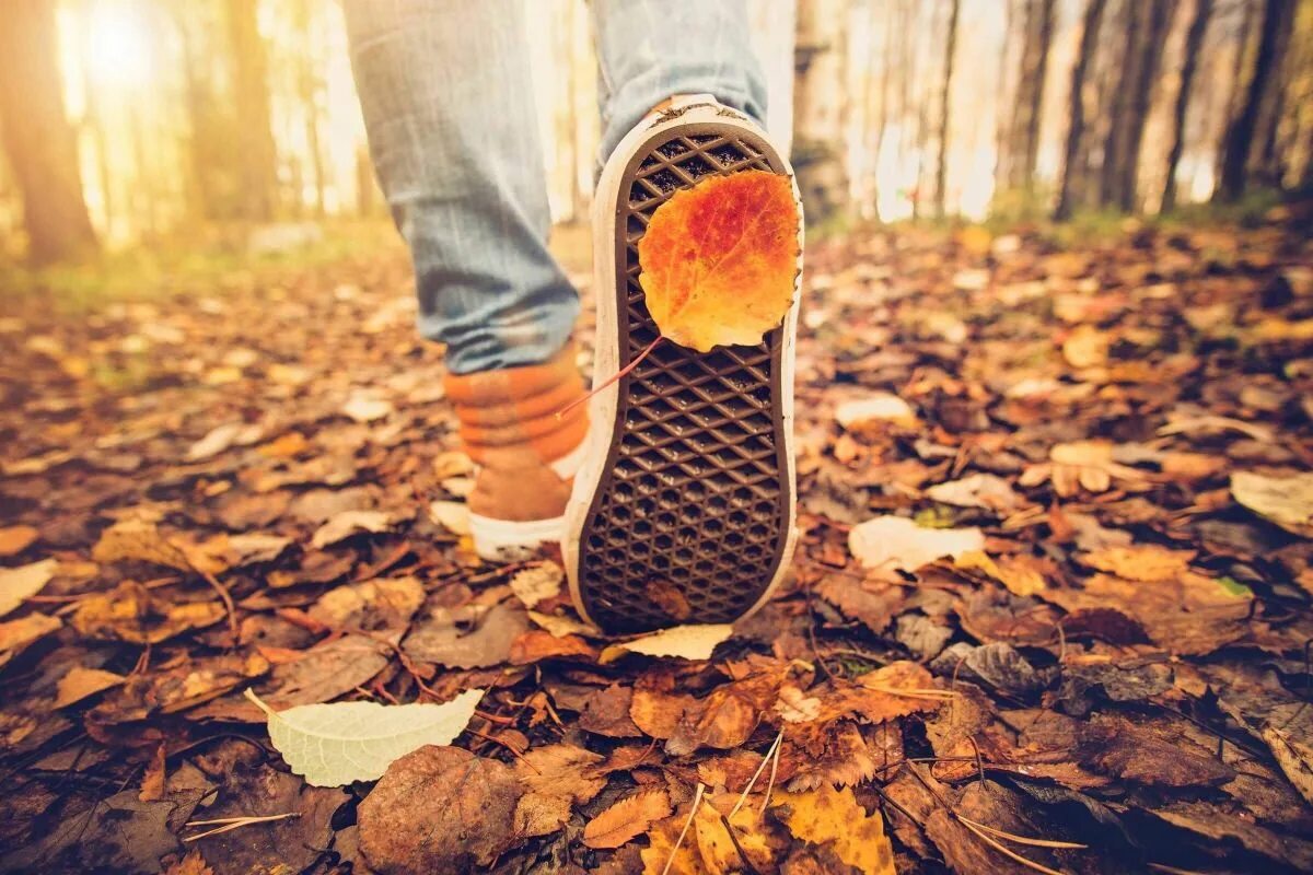 Ноги в листве. Ноги в листве осенней. Листья под ногами. Осенние листья под ногами.