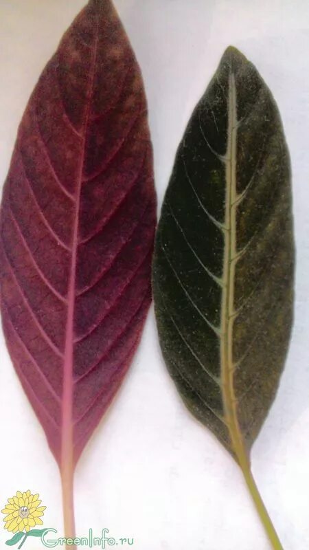 Как называется цветок бордовый лист. Листья с бордовыми прожилками. Цветок с фиолетовыми прожилками на листьях. Комнатное растение с сиреневыми листьями.