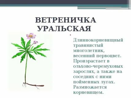 Растения башкортостана занесенные в красную