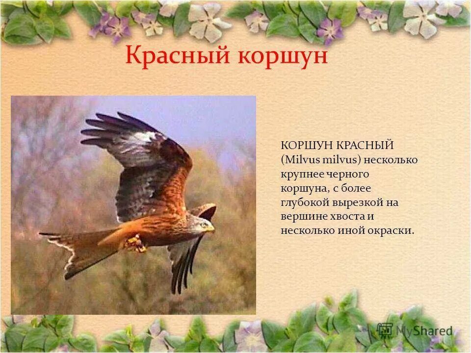 Красный Коршун красная книга. Красный Коршун Milvus Milvus. Красный Коршун презентация. Коршун описание.