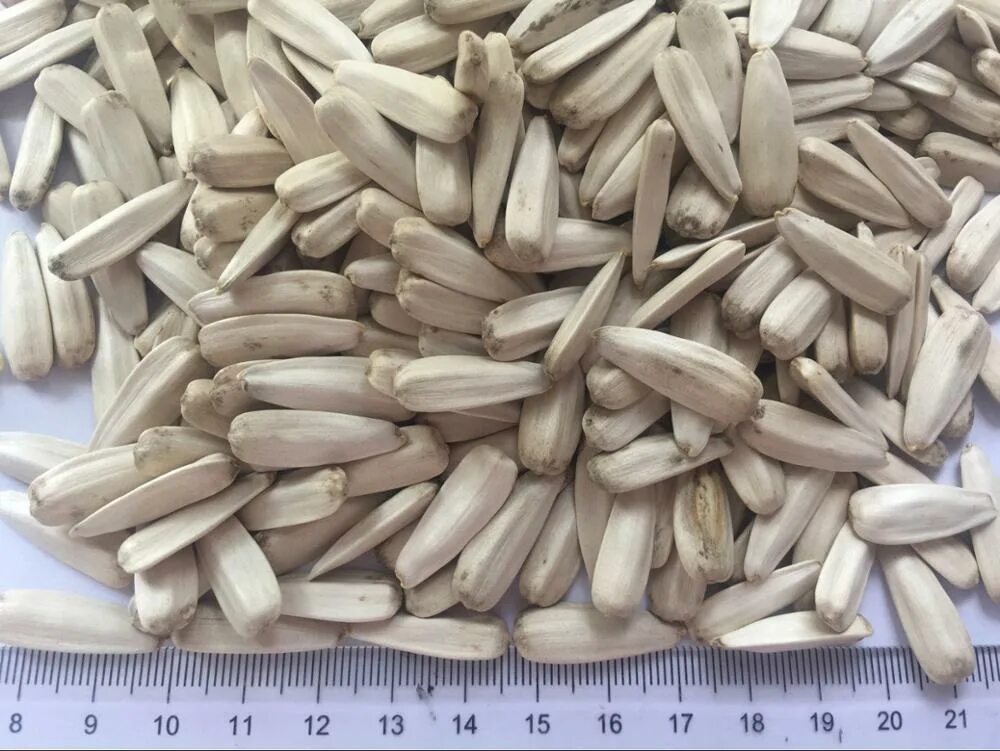 белые семечки подсолнечника. белая семечка подсолнечника. семена белого подсолнечника. сорт дакота подсолнечник. белые семечки подсолнечника.