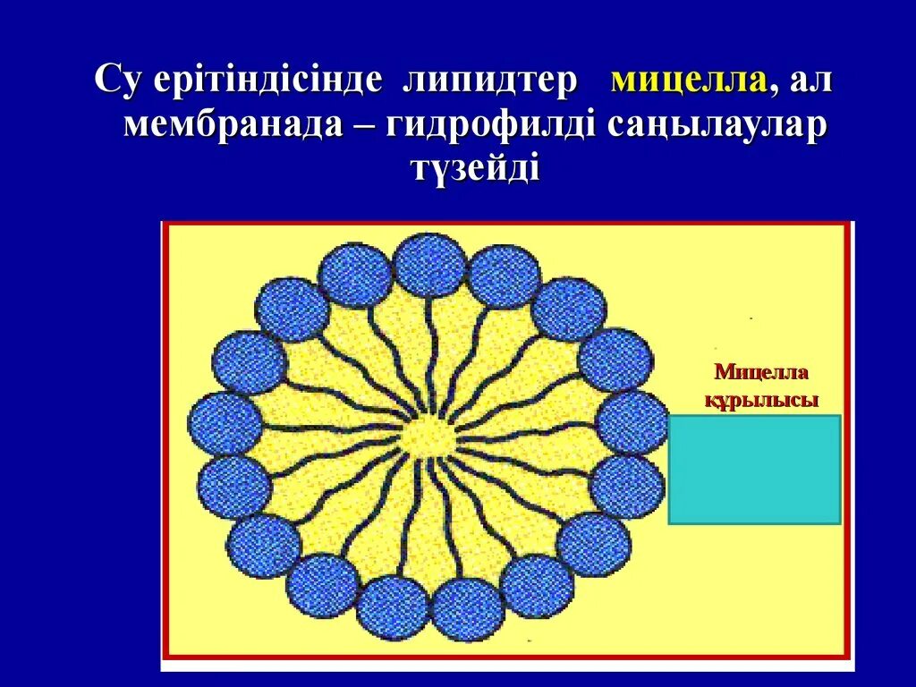 Липидтер. Мыльная мицелла. Липидтер презентация. Сферическая мицелла.