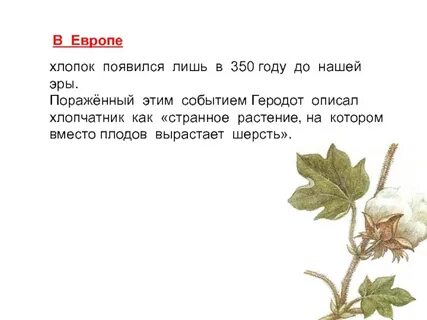 Хлопок история