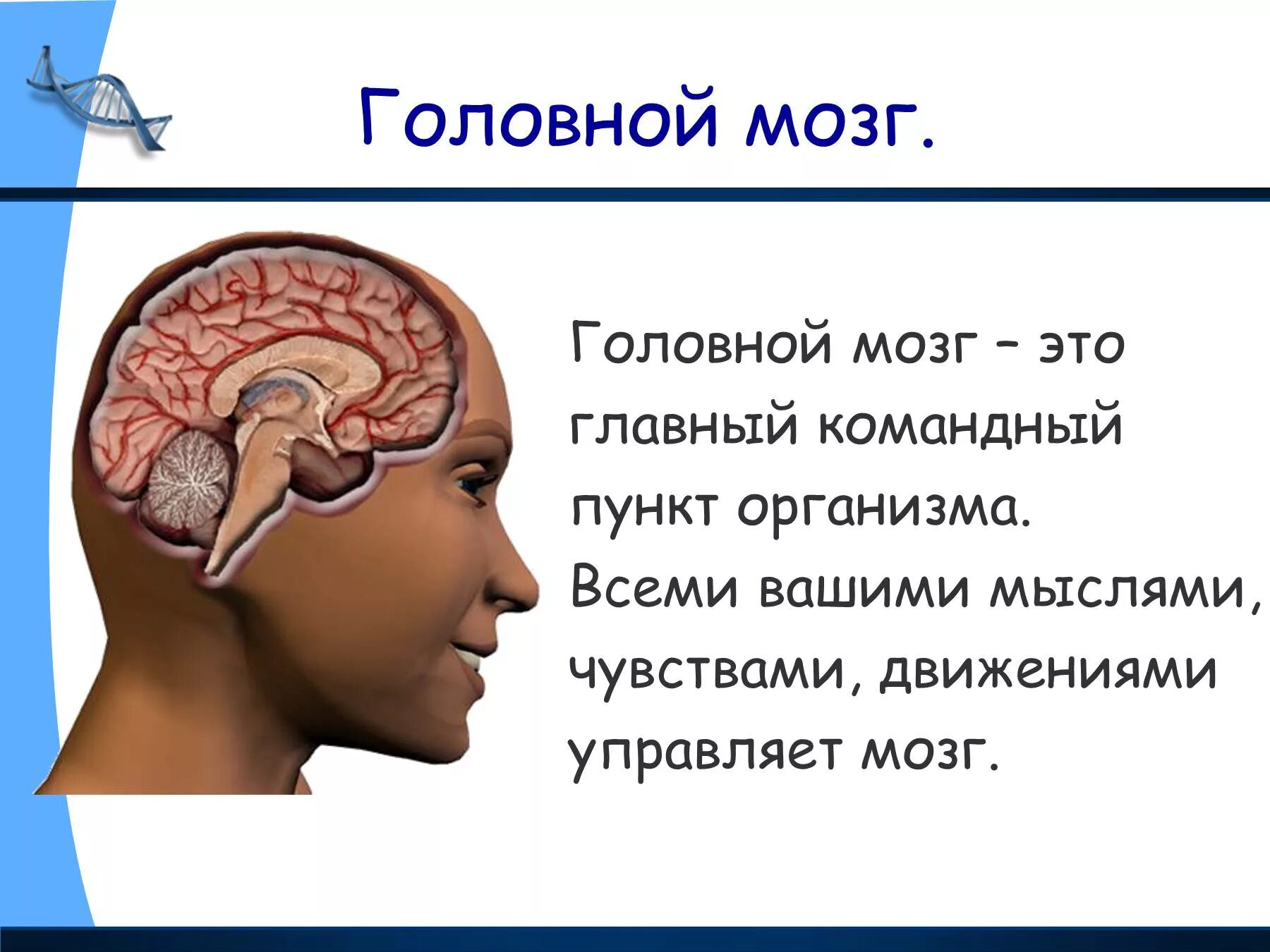 Окружающий мир головной мозг. Головной мозг. Строение головного мозга человека. Мозг человека для презентации. Головной мозг презентация.