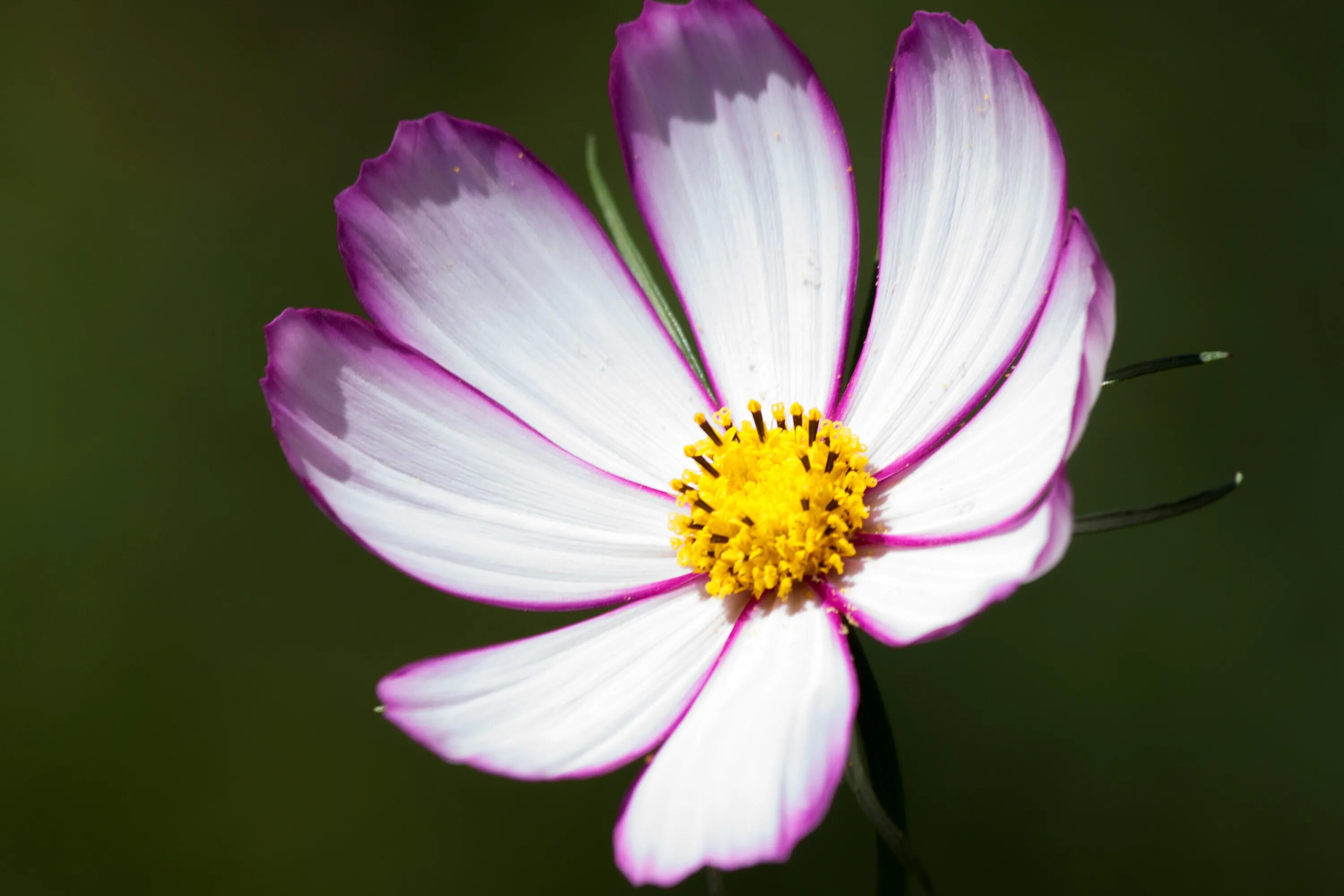 Космея bipinnatus. Cosmos-Cosmos bipinnatus. Космея Психея Уайт. Космея серно-жёлтая. Декоративный цветок 10 букв