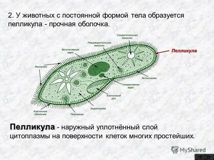Не имеет постоянной формы тела