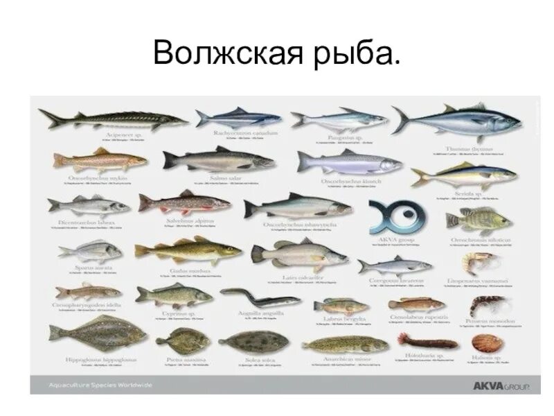 Рыба в реке Волга. Рыбы которые водятся в Волге. Рыба обитающая в Волге. Волжская рыба названия.