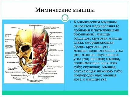 Мимические мышцы