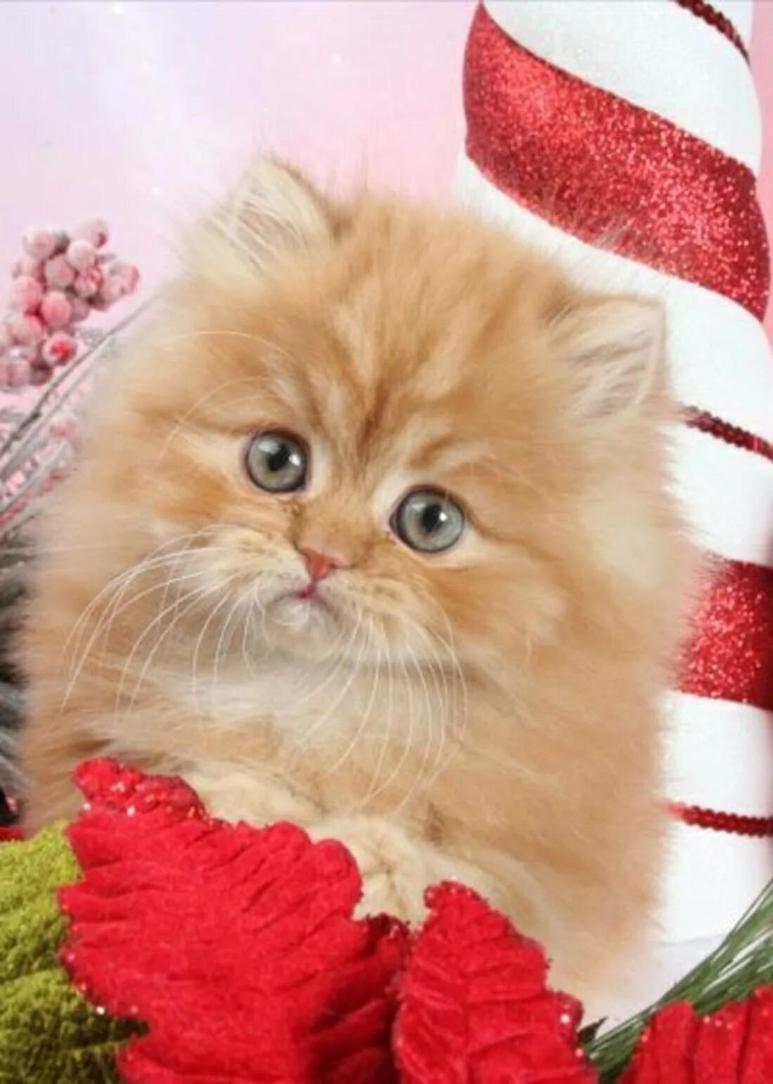 Анимированный котенок. Рыжий персидский котенок. персидский кот с бантиком. рыжий котенок с бантиком. пушистый котик с бантиком.