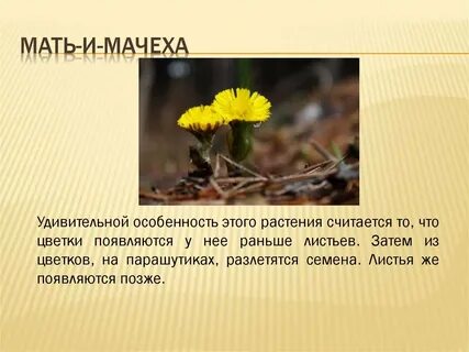 Мачеха писает видео