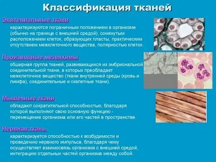 Модель какая ткань