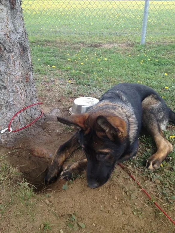 Овчарка во дворе. Пес во дворе. Собака в будке на цепи. Почему собаки во дворе. Стая собак во дворе.