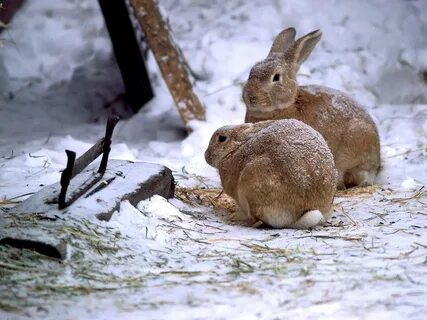 Кролик зимой картинки.