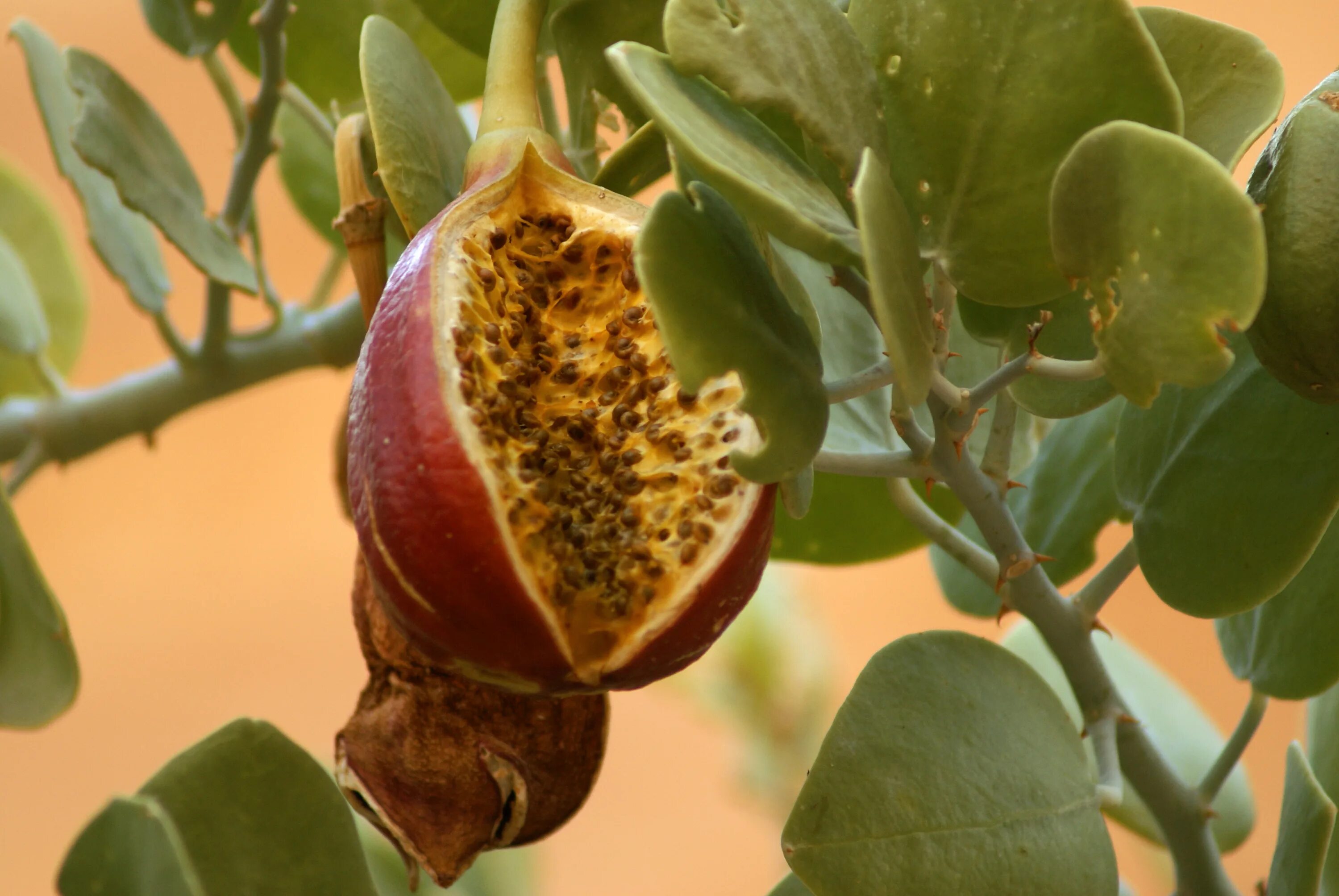 Каперсы колючие (Capparis spinosa). Каперсы дерево. Плоды растения каперсы. Дикий каперс.