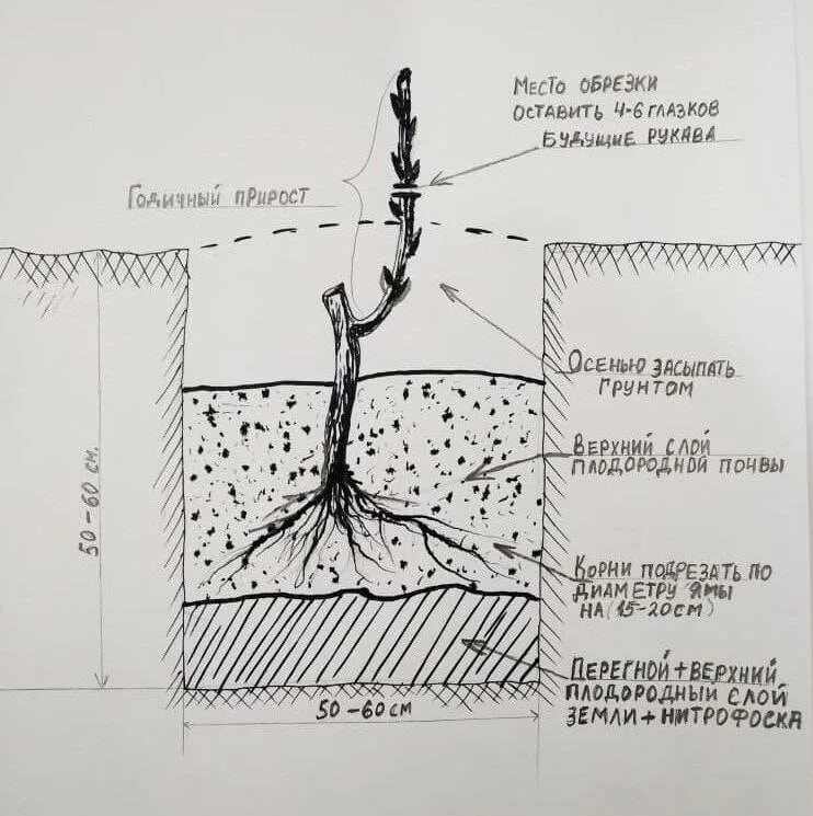 Схема посадки саженца винограда. Посадка винограда весной саженцами. Высадка саженца винограда в грунт. Схема посадки винограда весной саженцами.