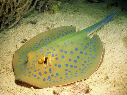 Stingray