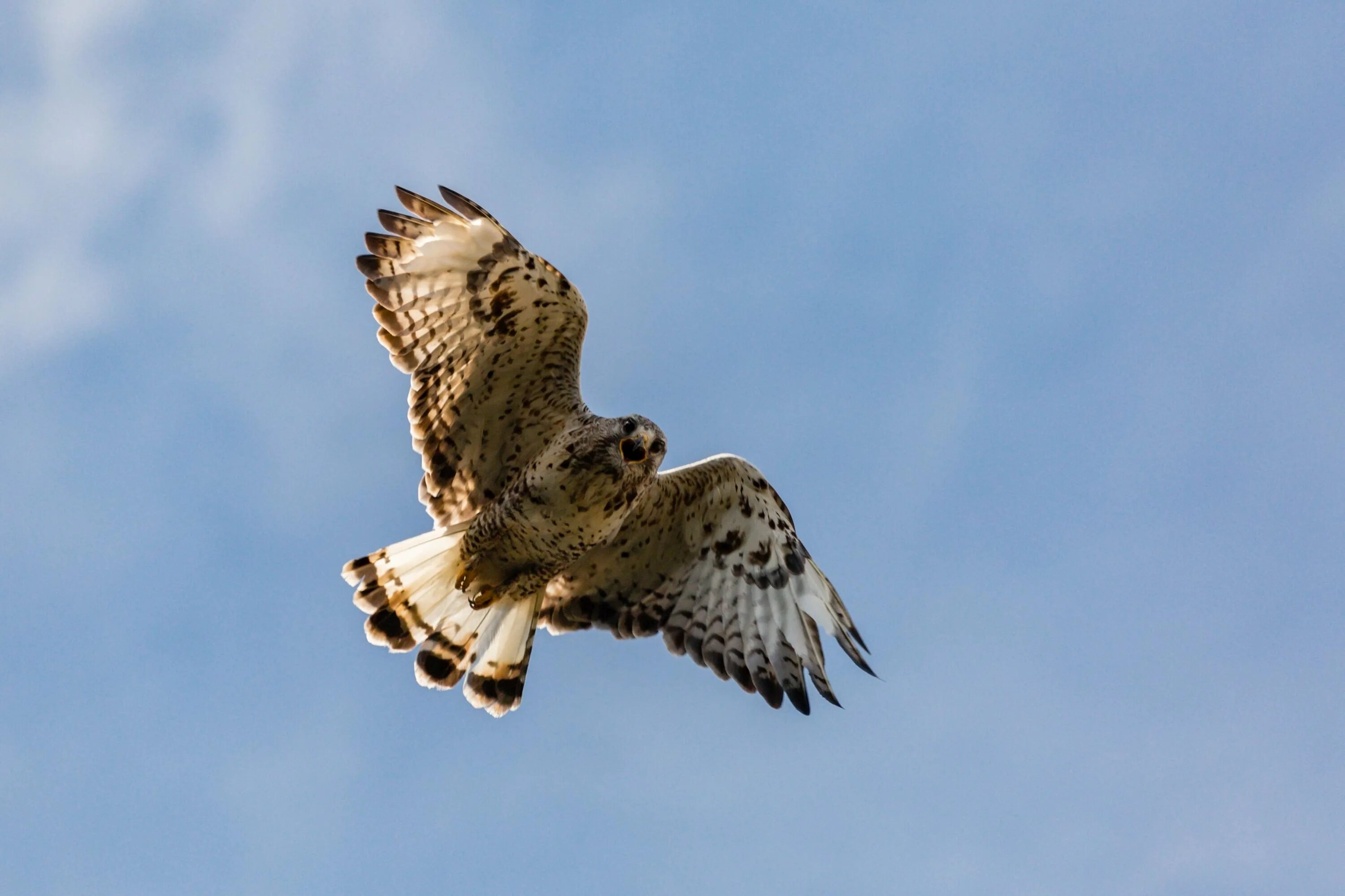 Башкирский заповедник птицы. Птицы башкирии хищники. Хищные птицы – канюк, пустельга, лунь. Коршун удмуртия. Лунь канюк тетеревятник.