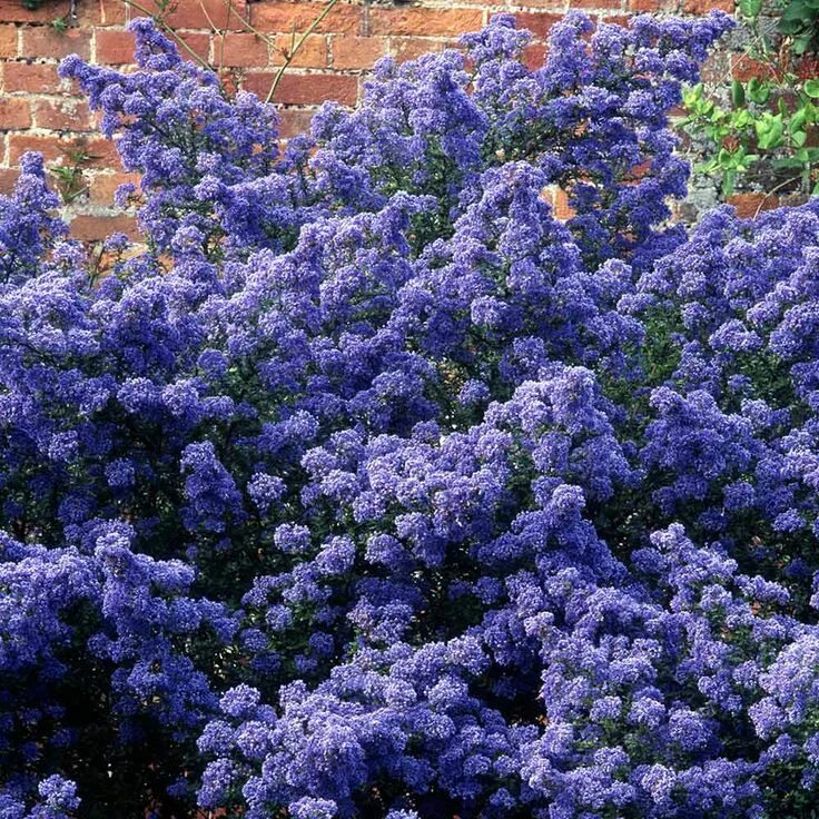 Кустарник цеанотус фото Цеанотус skylark Цеанотус thyrsiflorus Жаворонок Ceanothus thyrsiflorus Skylar