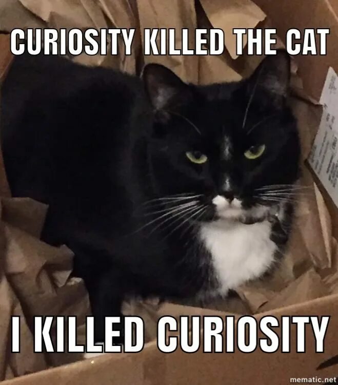 Curiosity killed the. Curiosity Killed the Cat. Пословица Curiosity Killed a Cat.. Curiosity Killed the Cat русский эквивалент. Кьюриосити Мем.