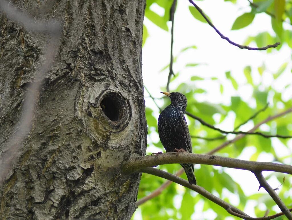 Sturnus vulgaris. скворец пятнистый. птица балтийский скворец. капский скворец. где скворцы.