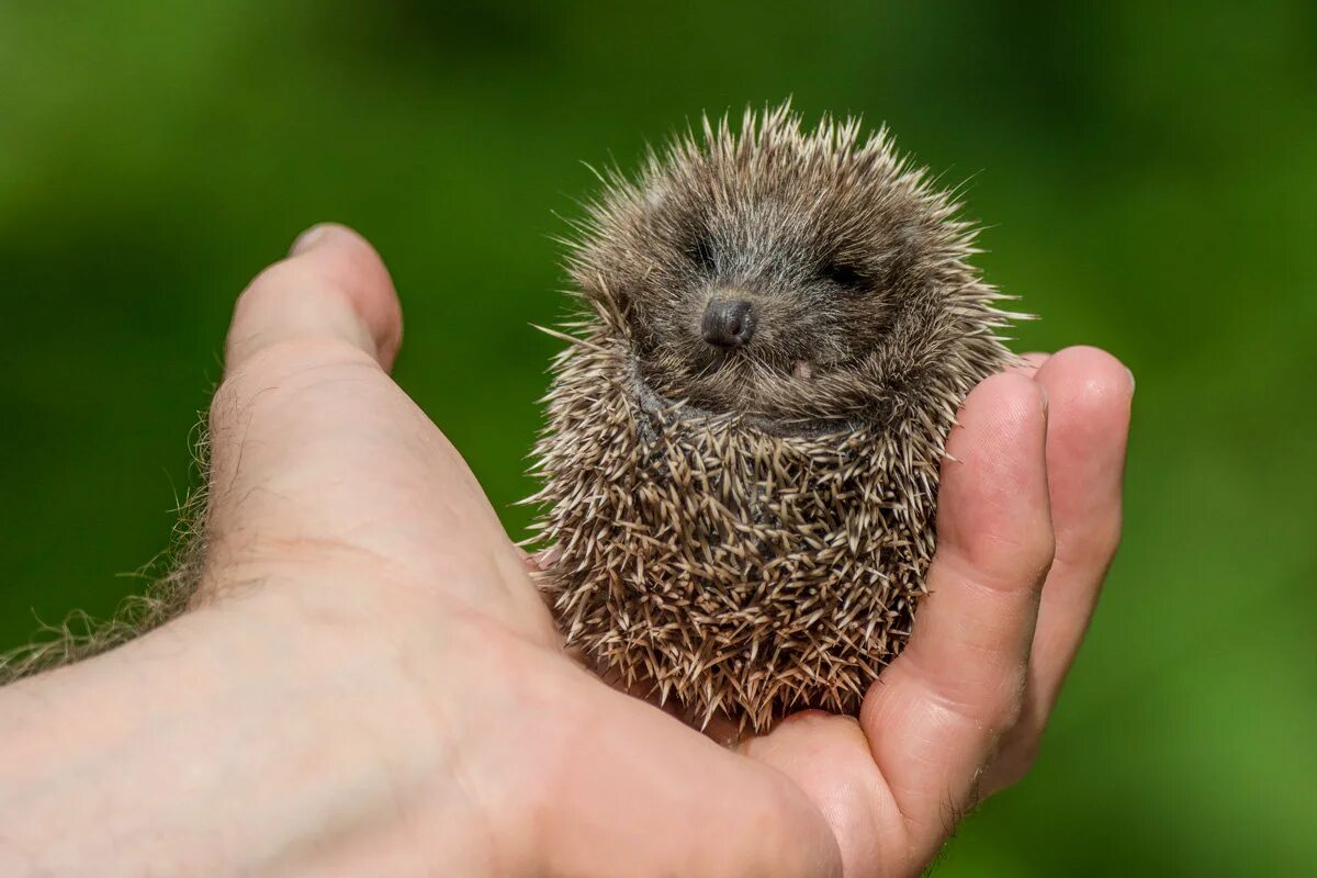 детеныш ежа как называется. африканский карликовый ежик. еж с ежатами. новорожденные ежики. ежонок - детеныш ежа.