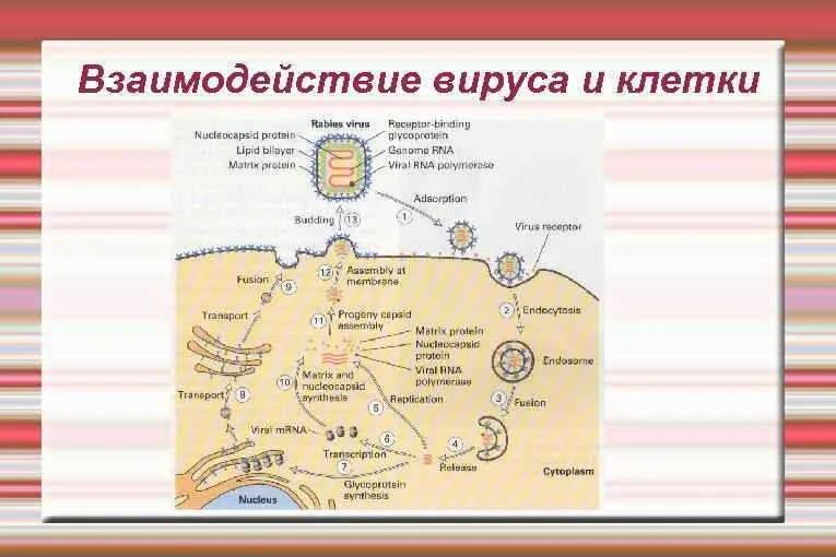 Этапы взаимодействия вируса и клетки схема. Взаимодействие вируса с клеткой. Механизм взаимодействия вируса с клеткой. Схема взаимодействия вируса с клеткой.