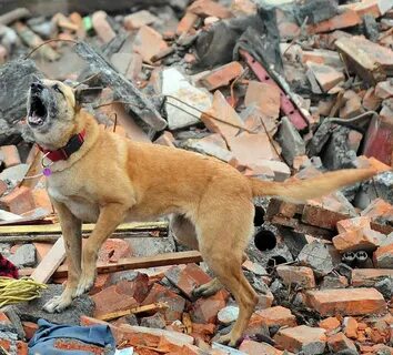 Dogs search
