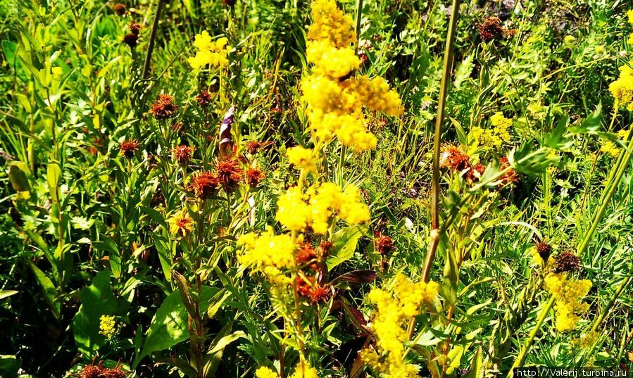 Запах скошенной травы. Трава для видео. Травы не успели от росы слушать. Травы-травы не успели песня текст. Травы не успели от росы слушать.