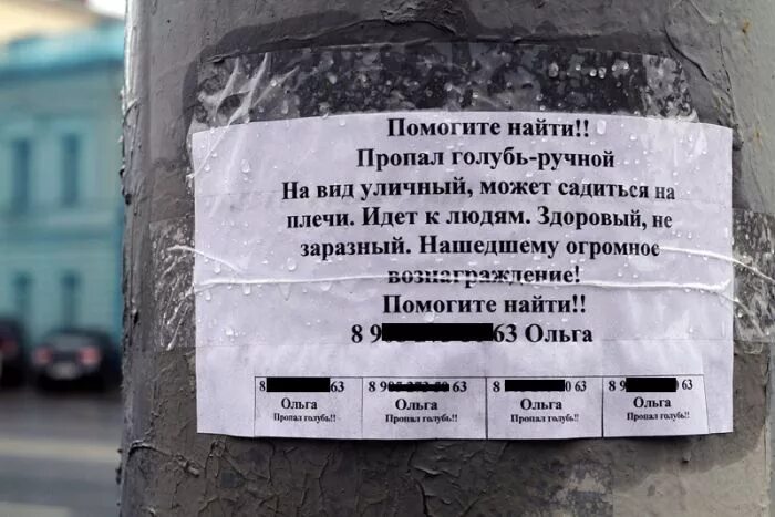 Потерянный голубь. Ручной голубь. Оранжевый голубь. Потерялся голубь. Объявление о пропаже голубя.