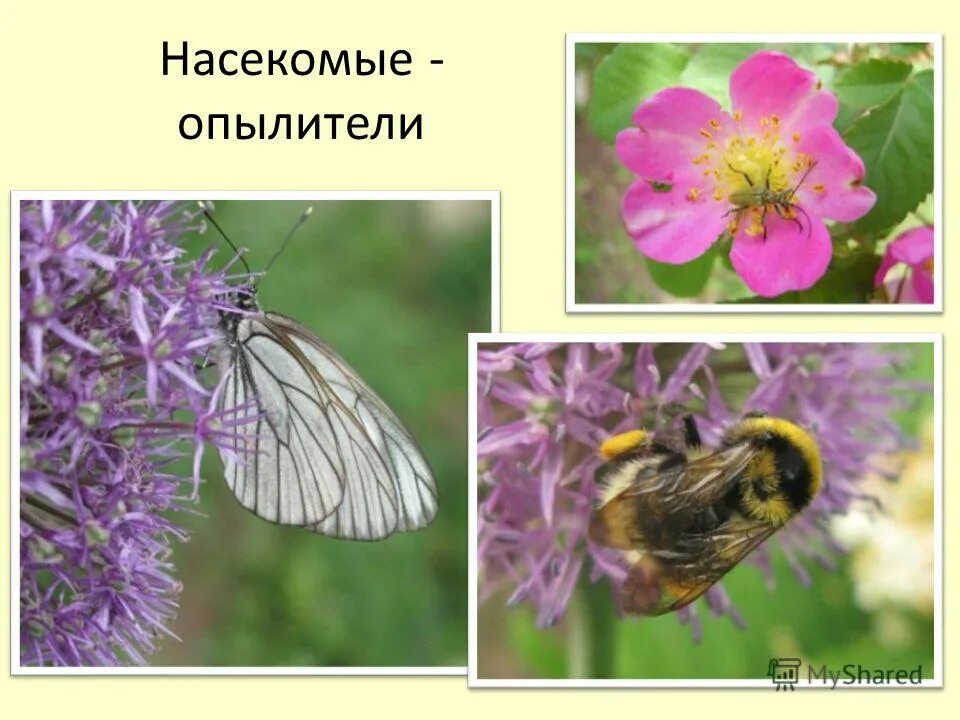 презентация опылители наших садов. Honey bee. пчелы на цветах. опыление это в биологии. насекомые опылители.