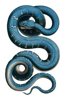 Snake plate