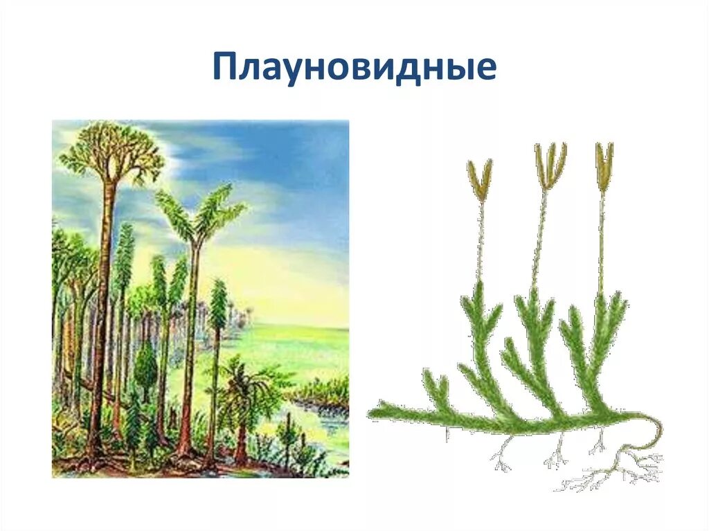 Презентация плауны. Плауновидные Плауновидные. Плауновидные (Lycopodiophyta). Плауновидные периода Девон. Отдел Плауновидные Хвощевидные и Папоротниковидные.