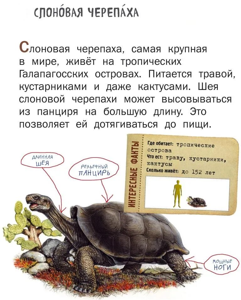 Жанр произведения черепаха. Интересные факты о черепахах. слоновая черепаха интересные факты. слоновая черепаха красная книга краткое описание. слоновая черепаха сообщение.